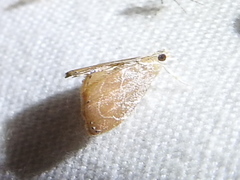 Glaphyria peremptalis