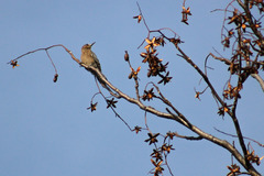 Melanerpes hypopolius
