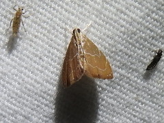 Glaphyria peremptalis