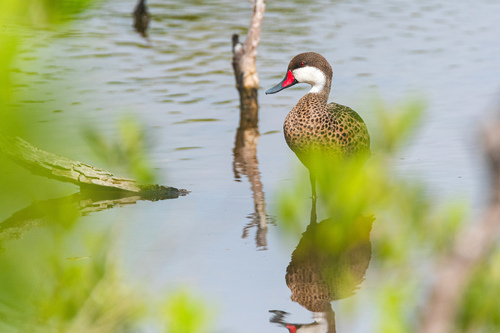 Canard des Bahamas