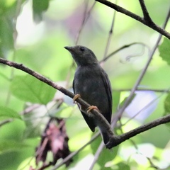 Chiroxiphia lanceolata image
