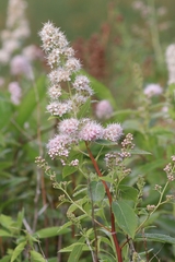 Spiraea alba alba