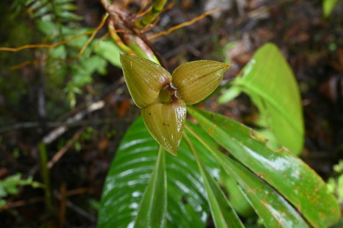 Maxillaria erikae, photograph 5