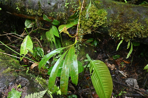 Maxillaria erikae, photograph 6