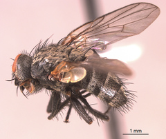 Triarthria setipennis