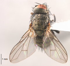 Triarthria setipennis