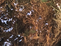 Ceratophyllaceae