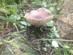 Basidiomycota