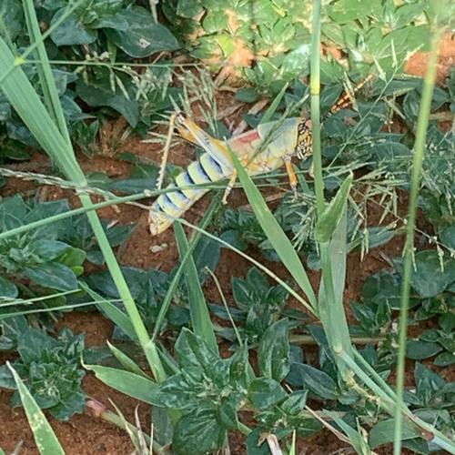 Elegant grasshopper