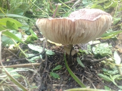 Basidiomycota