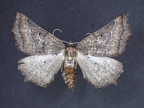 Prochoerodes amplicineraria photo 5