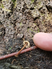 Collybiopsis dichroa