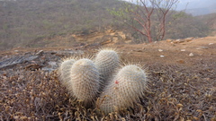 Mammillaria dixanthocentron