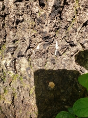 Collybiopsis dichroa