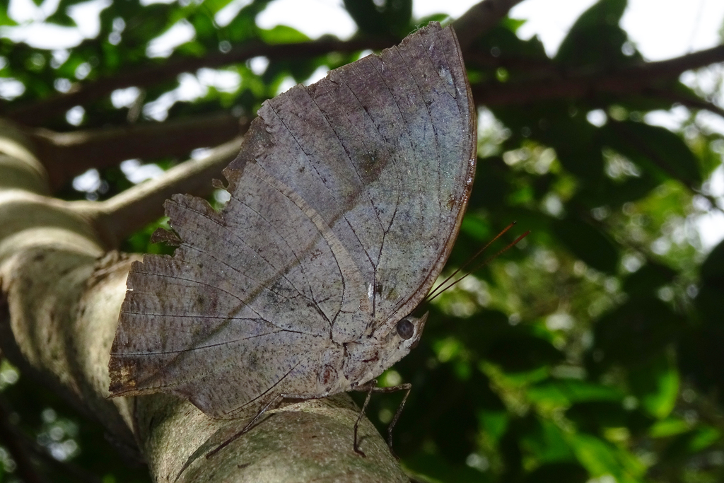 Blue Oakleaf