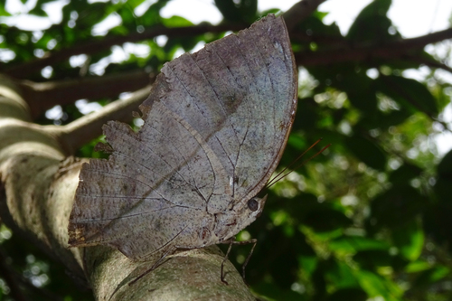 Blue Oakleaf