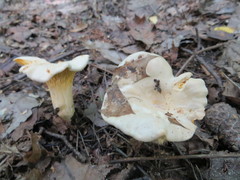Cantharellus pallens