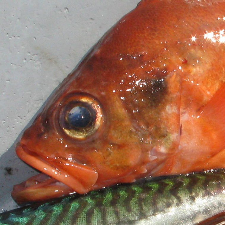 Photo of Golden redfish (Sebastes norvegicus)