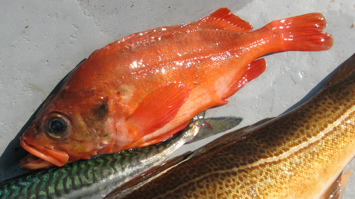 Photo of Golden redfish (Sebastes norvegicus)