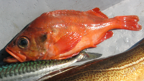 Golden redfish (Sebastes norvegicus) — Sebastidae — 5