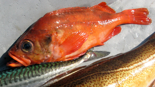 Photo of Golden redfish (Sebastes norvegicus)