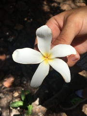 Plumeria alba