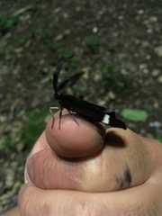 Pidorus atratus