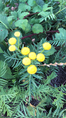 Tanacetum vulgare