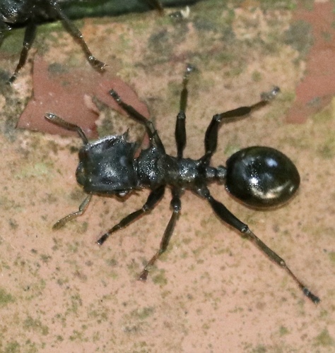 Common Giant Turtle Ant photo 5