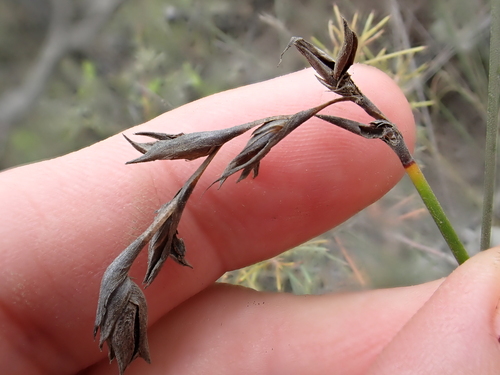 Image of Lepidosperma neozelandicum by (c) Benjamin Lavin, some rights reserved (CC BY)