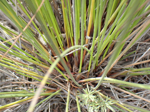 Image of Lepidosperma neozelandicum by (c) Benjamin Lavin, some rights reserved (CC BY)