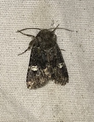 Copanarta aurea