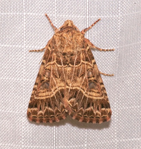 Schinia mexicana