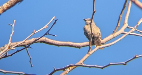 iNaturalist observation photo of Cassin's Kingbird