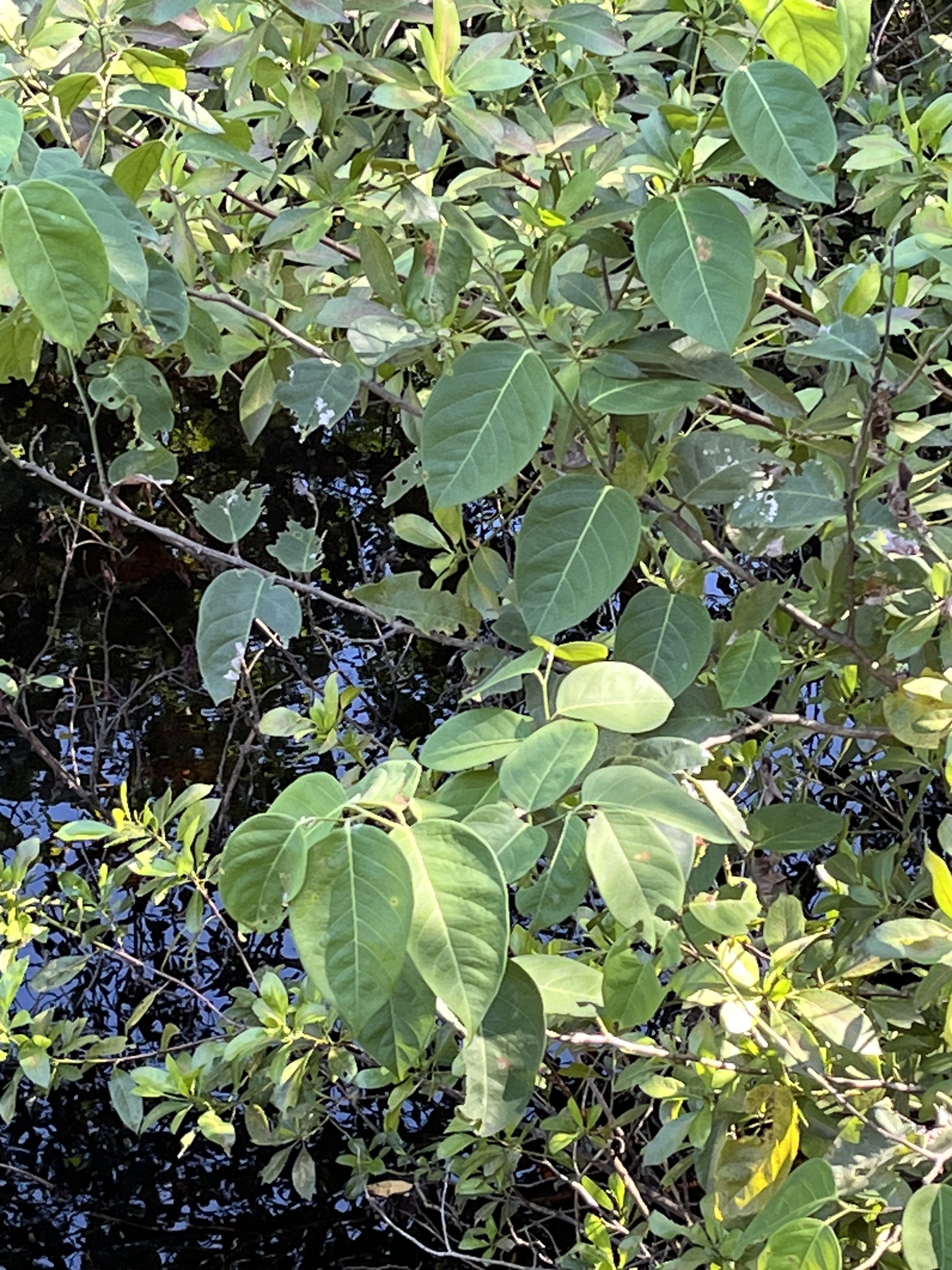 Imagem de Jacarandá-do-mangue