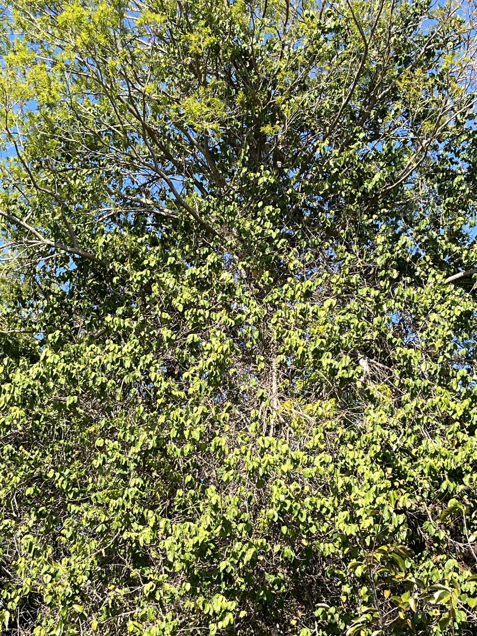 Imagem de Jacarandá-do-mangue