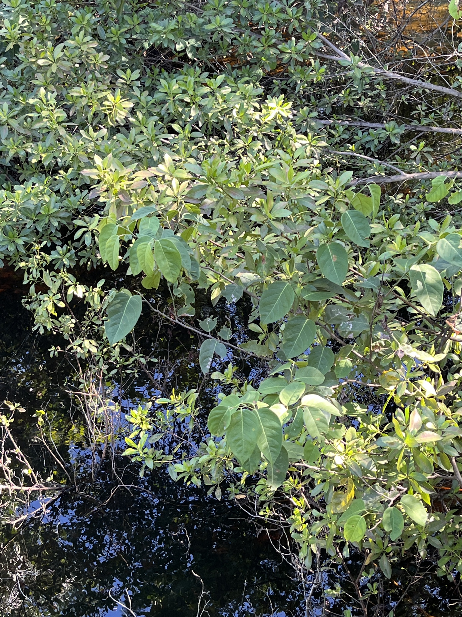 Imagem de Jacarandá-do-mangue