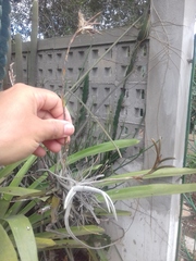 Tillandsia streptocarpa
