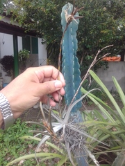 Tillandsia streptocarpa