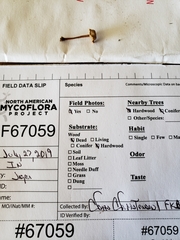 Collybiopsis dichroa