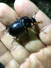 Nicrophorus concolor