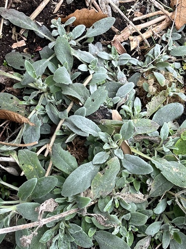 Foto de Peixinho-da-horta