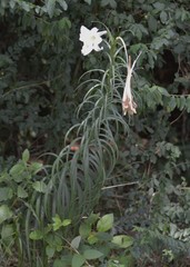 Lilium philippinense