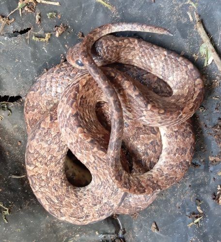La Villa's Slug-eating Snake