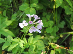 Cardamine macrophylla