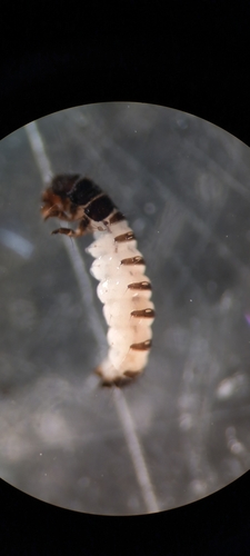 Stactobia moselyi