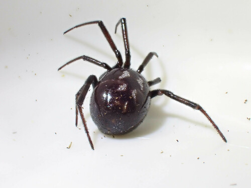 Black Cobweb Spider