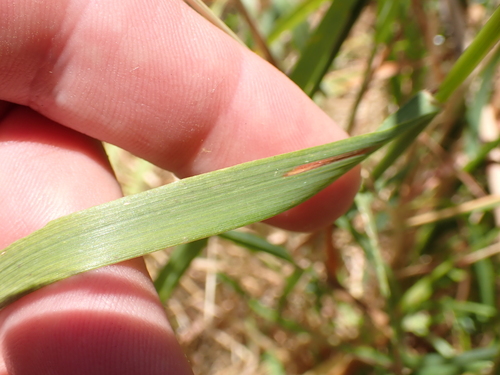 Image of Dichelachne crinita by (c) Benjamin Lavin, some rights reserved (CC BY)
