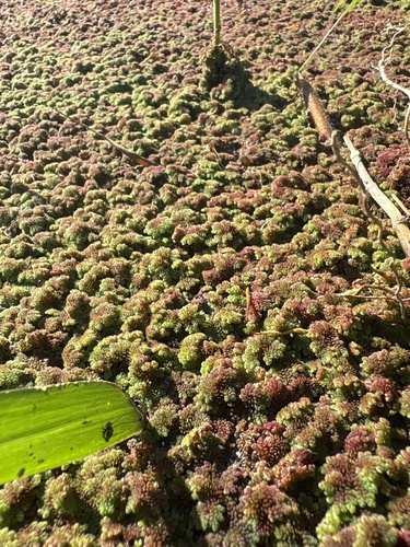 Azolla, 2025-01-15