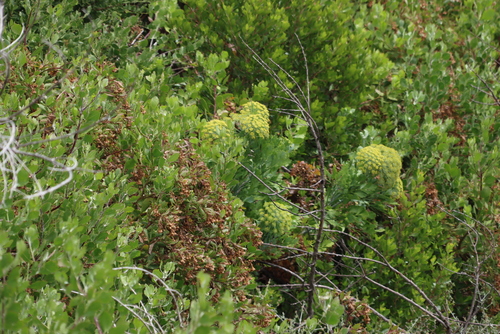 Image of Notobubon galbanum by (c) Tony Rebelo, some rights reserved (CC BY-SA)